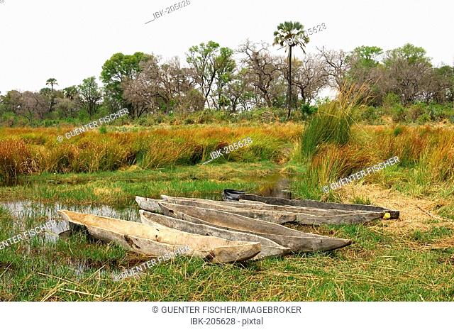 Mokoro canoes, Okavango Delta, Okavango Swamp, Botswana