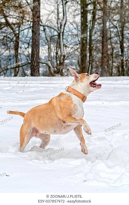 Staffordshire bull terrier in the jump