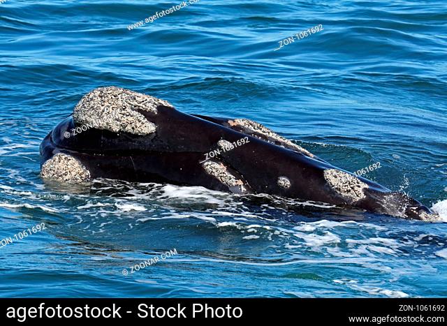 Südkaper, Südafrika, Southern right whale, south africa