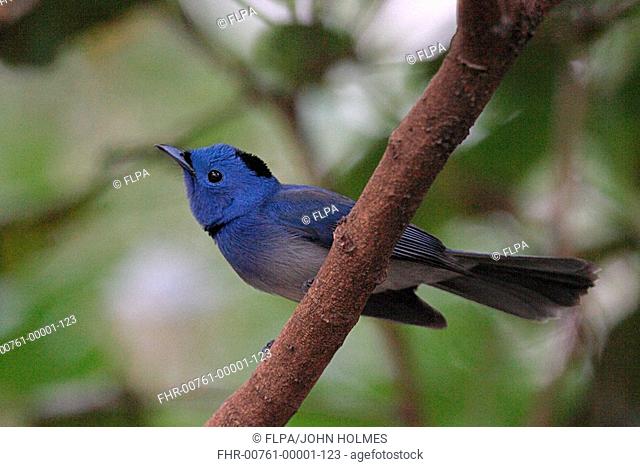Black-naped Monarch Hypothymis azurea adult male, perched on branch, Hong Kong, China