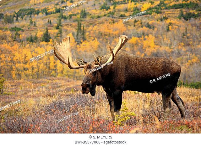 Alaska moose, Tundra moose, Yukon moose (Alces alces gigas), bull elk , USA, Alaska, Chugach State Park