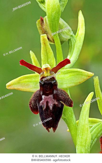Hybrid-Blasses-und Stattliches-Knabenkraut (Ophrys x hybrida), hybrid between Ophrys insectifera and Ophrys sphegodes, Germany