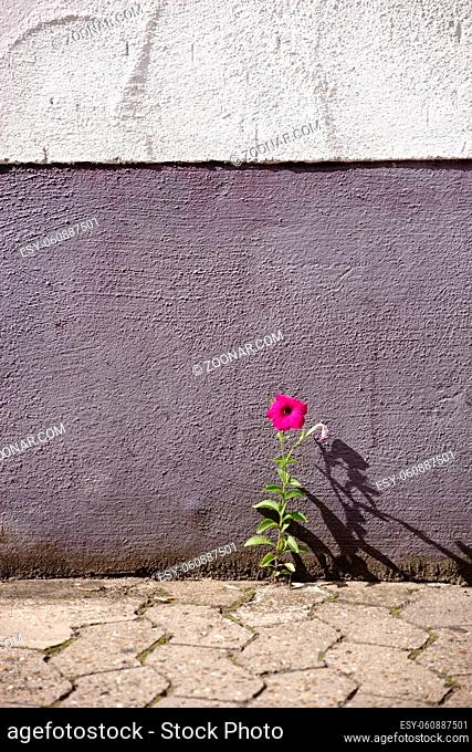 Eine lila Primelblume wächst zwischen Gehwegsteinen eine Hauswand hinauf