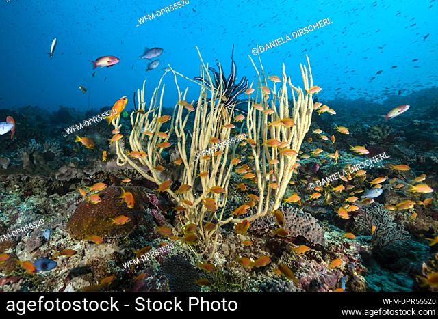 Lyretail Anthias over Coral Reef, Pseudanthias squamipinnis, Indian Ocean, Maldives