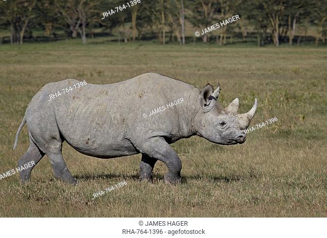 Black rhinoceros hook-lipped rhinoceros Diceros bicornis, Lake Nakuru National Park, Kenya, East Africa, Africa
