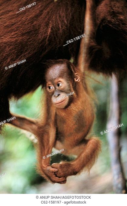 Bornean Orangutan (Pongo pygmaeus), baby. Gunung Leuser National Park, Indonesia