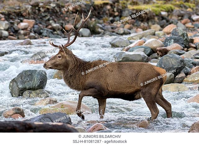 Red Deer (Cervus elaphus). Stag crossing a stream. Scotland, Great Britain