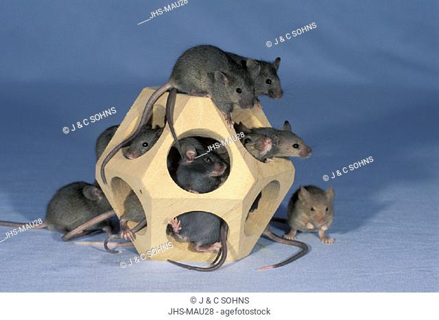 House Mouse , domestic form , House Mouse domestic , Mus musculus  , Adults playing with toy