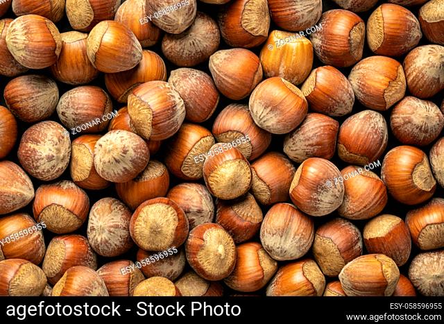organic hazelnuts in shells against dark background
