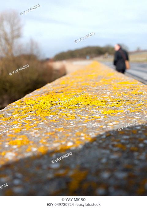 close up of yellow moss on grey sea wall walkway; essex; england; uk