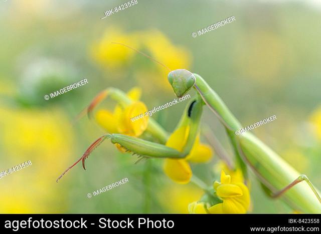 Praying mantis (Mantis religiosa) on lookout on a yellow flower. Alsace, France, Europe