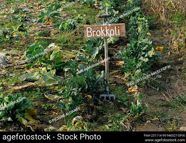 13 November 2023, Berlin: 13.11.2023, Berlin. On the grounds of an organic farming project stands a sign made from a digging fork, marking a bed of broccoli