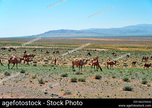 Herd of bactrian camels in mongolian stone desert. Western Mongolia