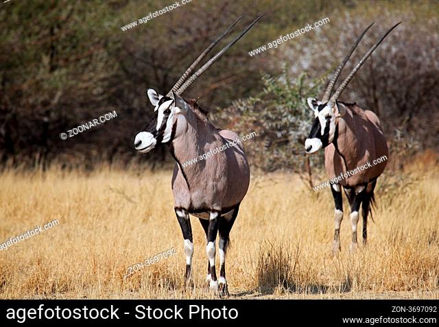 Oryxantilopen, Central Kalahari Game Reserve, Botswana, Botsuana, Oryx gazella, Gemsboks, Botsuana