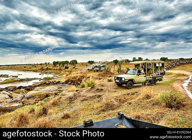 Herd of white-bearded wildebeest (Connochaetes taurinus mearnsi) crossing Mara River during annual migration, Serengeti National Park