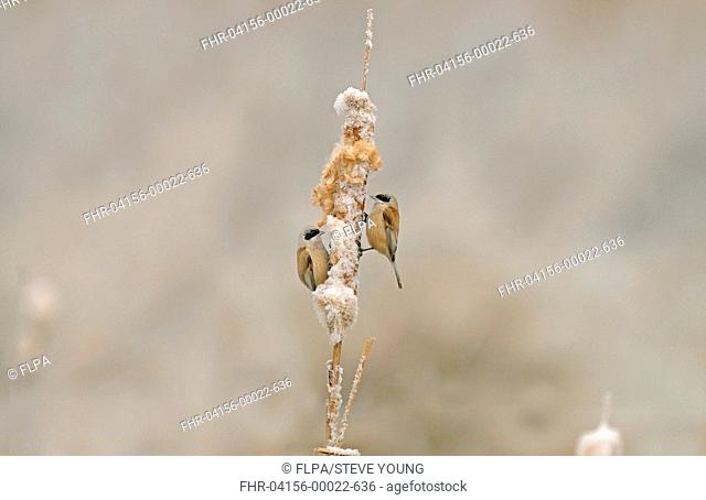 Eurasian Penduline-tit Remiz pendulinus two adults, vagrant, perched on frost covered reedmace, Essex, England, winter