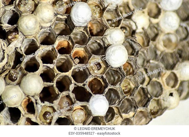 Wasps polist. The nest of a family of wasps which is taken a close-up