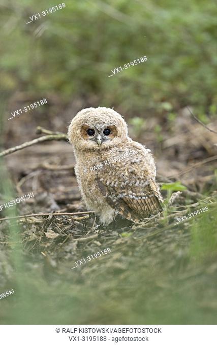 Tawny Owl (Strix aluco), very young fledgling, sitting on the ground of a forest, dark eyes wide open, cute and funny