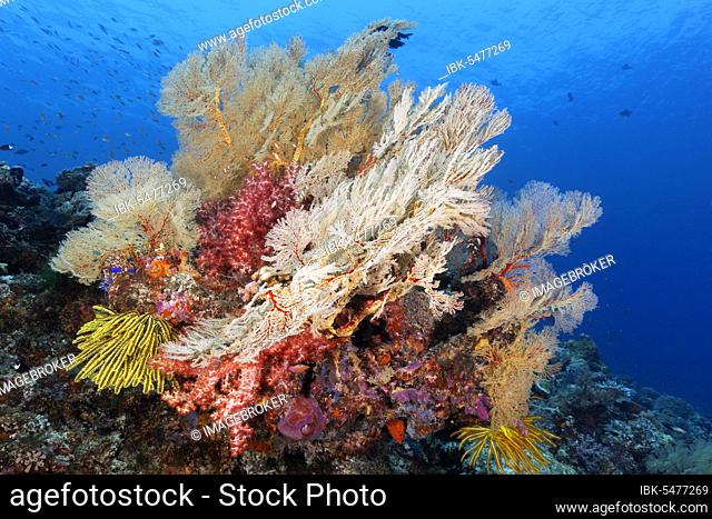 Coral Block, large, Melithaea Gorgonians (Melithaea sp.), Klunzinger's Soft Coral (Dendronephthya klunzingeri), Hair Star yellow (Oxycomanthus bennetti)