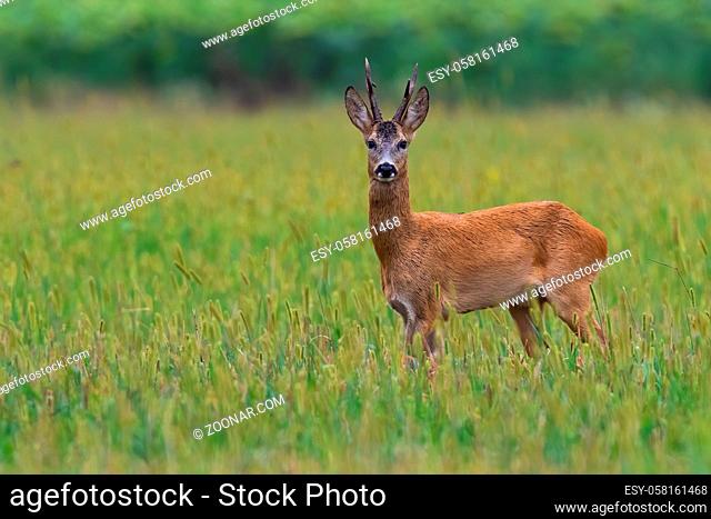 Roe deer, capreolus capreolus, watching on pasture in summer with copy space. Buck standing on agriculturual field from side view
