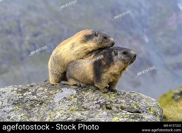 Alpine Marmot (Marmota marmota), two adult, Hohe Tauern National park, Austria, Europe