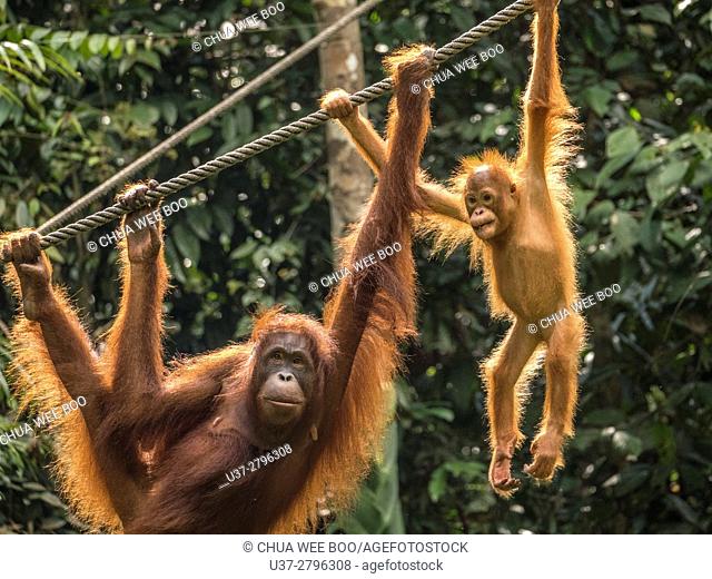 Orang utans, Semenggoh Wildlife Centre, Sarawak, Malaysia