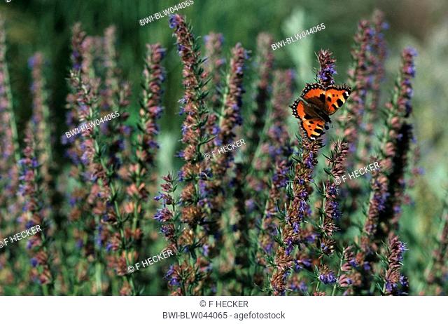 hyssop Hyssopus officinalis, with small tortoiseshell, Aglais urticae
