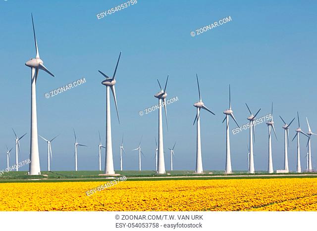 Dutch farmland with yellow tulip field and big wind turbines
