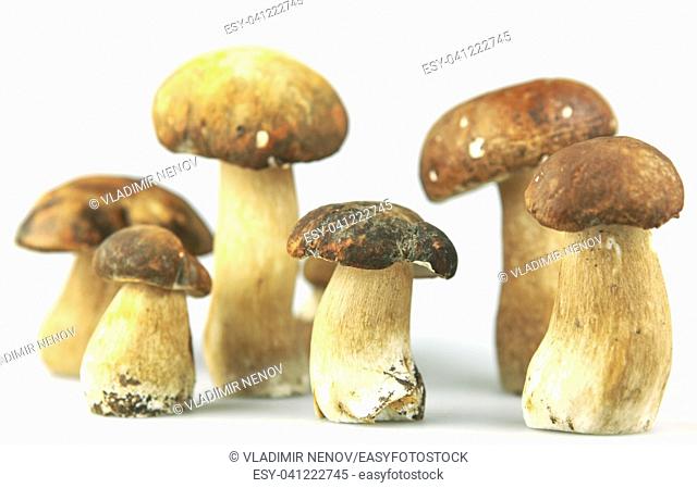 cep boletus edulis mushroom