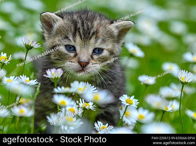 12 June 2022, Brandenburg, Sieversdorf: A kitten a few weeks old is exploring in a garden among daisies. Photo: Patrick Pleul/dpa