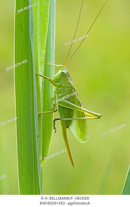 twitching green bushcricket (Tettigonia cantans), female with ovipositor, Germany