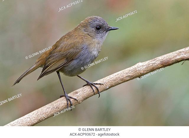 Black-billed Nightingale Thrush (Catharus gracilirostris) perched on a branch in Costa Rica