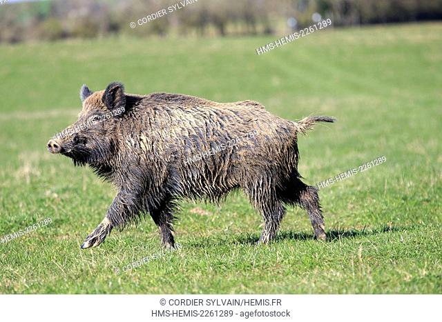 France, Haute Saone, Private park, Wild Boar (Sus scrofa), male