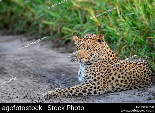 Leopard laying on sand in the Central Khalahari, Botswana