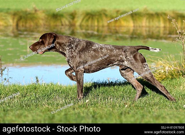 German Shorthaired Pointer. Male, 21 months old, standing in front of game birds (in classic point stance). Germany