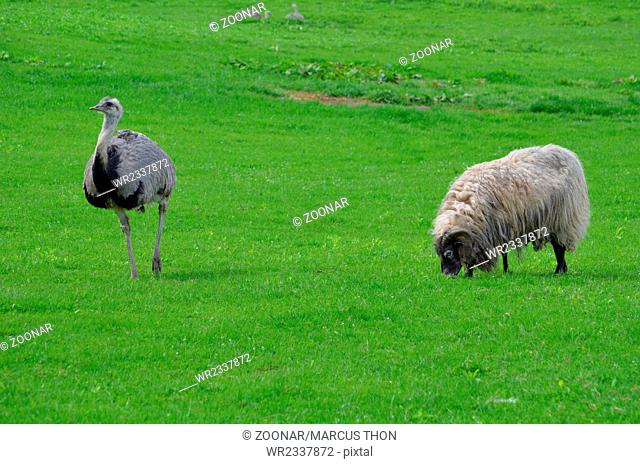 The Greater Rhea (Rhea americana) and a sheep