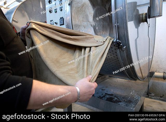 28 January 2020, Baden-Wuerttemberg, Reutlingen: In the wet-green tannery, a tanner takes a piece of leather from a drum in which it has been tanned