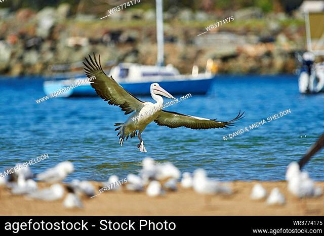 Masked pelican, Pelecanus conspicillatus, New South Wales Australia