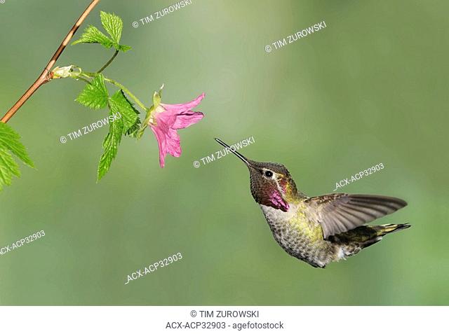 Male Anna's Hummingbird Calypte anna feeding on the nectar of a flower