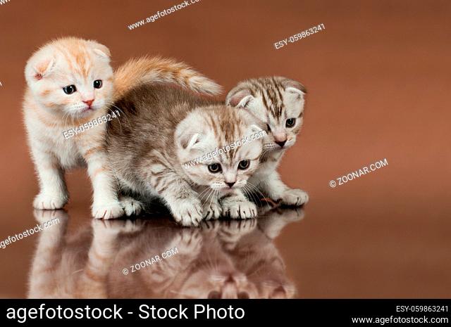 group of three fluffy beautiful kitten, breed scottish-fold, on brown background