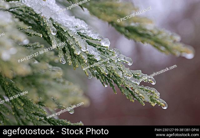 27 January 2023, Saxony-Anhalt, Blankenburg: The branches of a conifer in the baroque garden of the small castle in Blankenburg are covered with ice