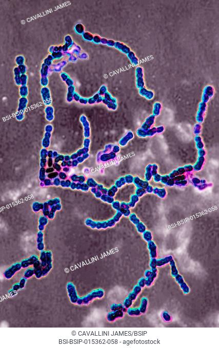 Streptococcus pyogenes A. Bacteria responsible for skin infections (impetigo), abscesses and bronchial-pulmonary infections
