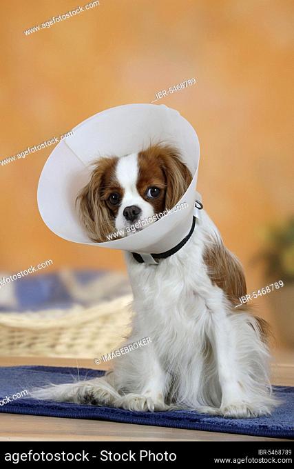 Cavalier King Charles Spaniel, Blenheim, with protective funnel, neck collar