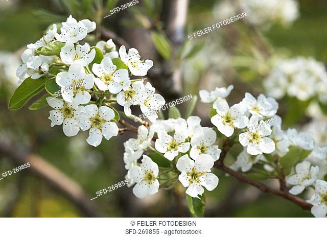 A sprig of pear blossoms variety: Williams pear