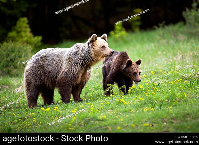 Harmonious bear family watching around on spring green meadow with yellow wildflowers. Furry creatures of Carpathian nature in tranquil scenery