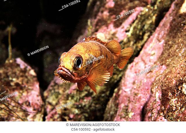 Norway Redfish (Sebastes viviparus). Norway