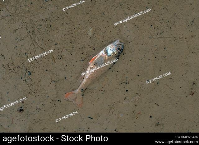 A dead fish at the bottom of the released pond