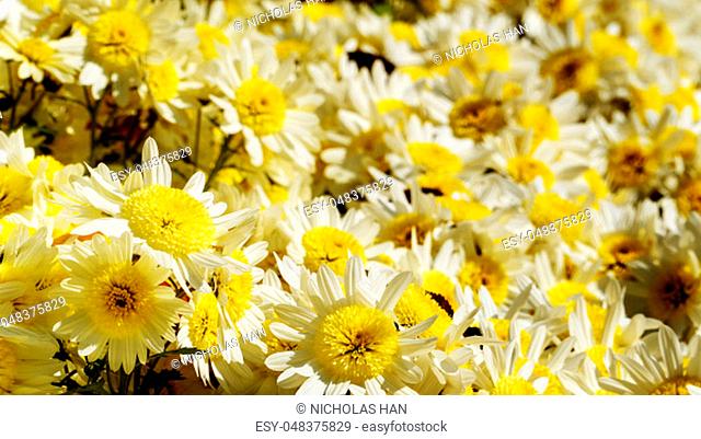 The flowers chrysanthemum wallpaper in autumnfor background picture