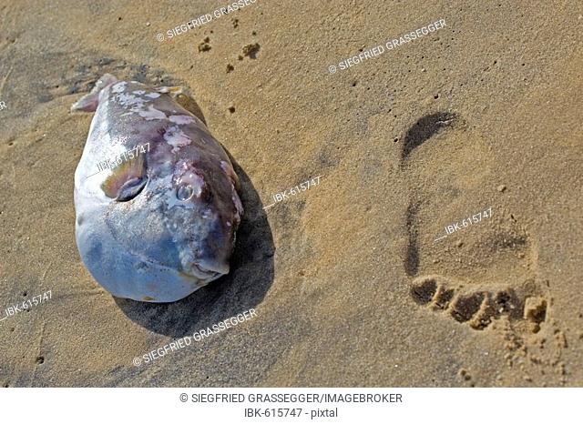 Footprint next to a stranded blowfish on the beach