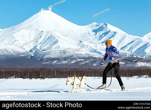 PETROPAVLOVSK, KAMCHATKA, RUSSIA - DEC 10, 2016: Skijoring - competition for Cup of Kamchatka Region on background of Avacha Volcano